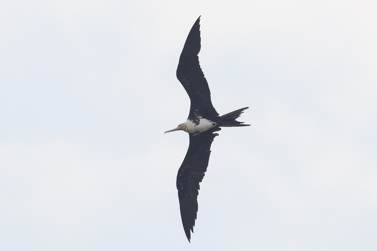 Christmas Island Frigatebird - ML627253571