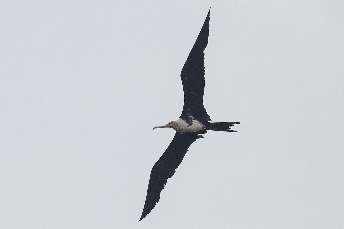 Christmas Island Frigatebird - ML627253572