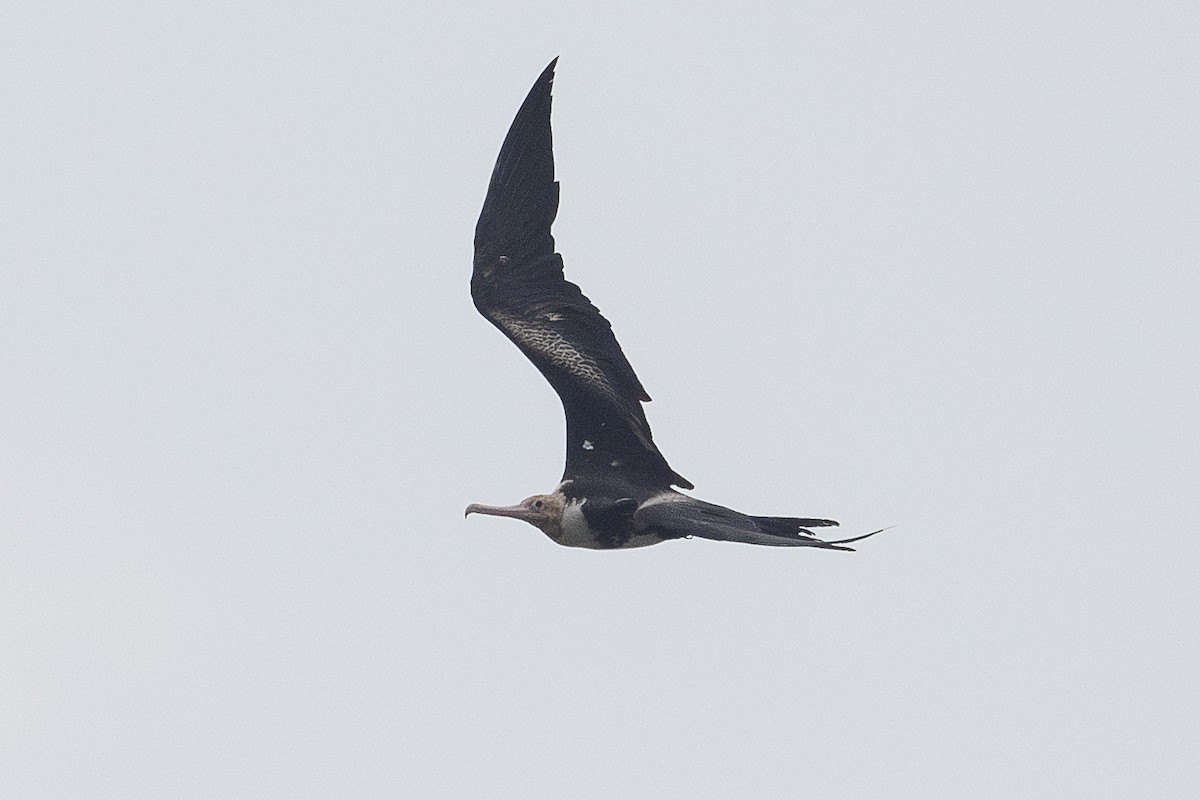 Christmas Island Frigatebird - ML627253573