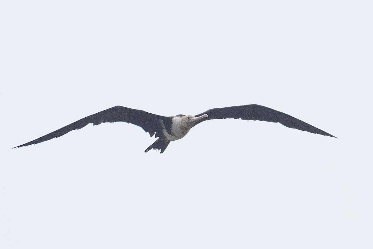 Christmas Island Frigatebird - ML627253574