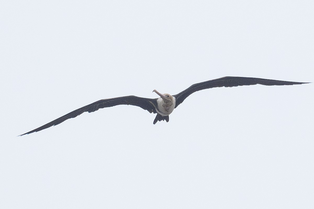 Christmas Island Frigatebird - ML627253575