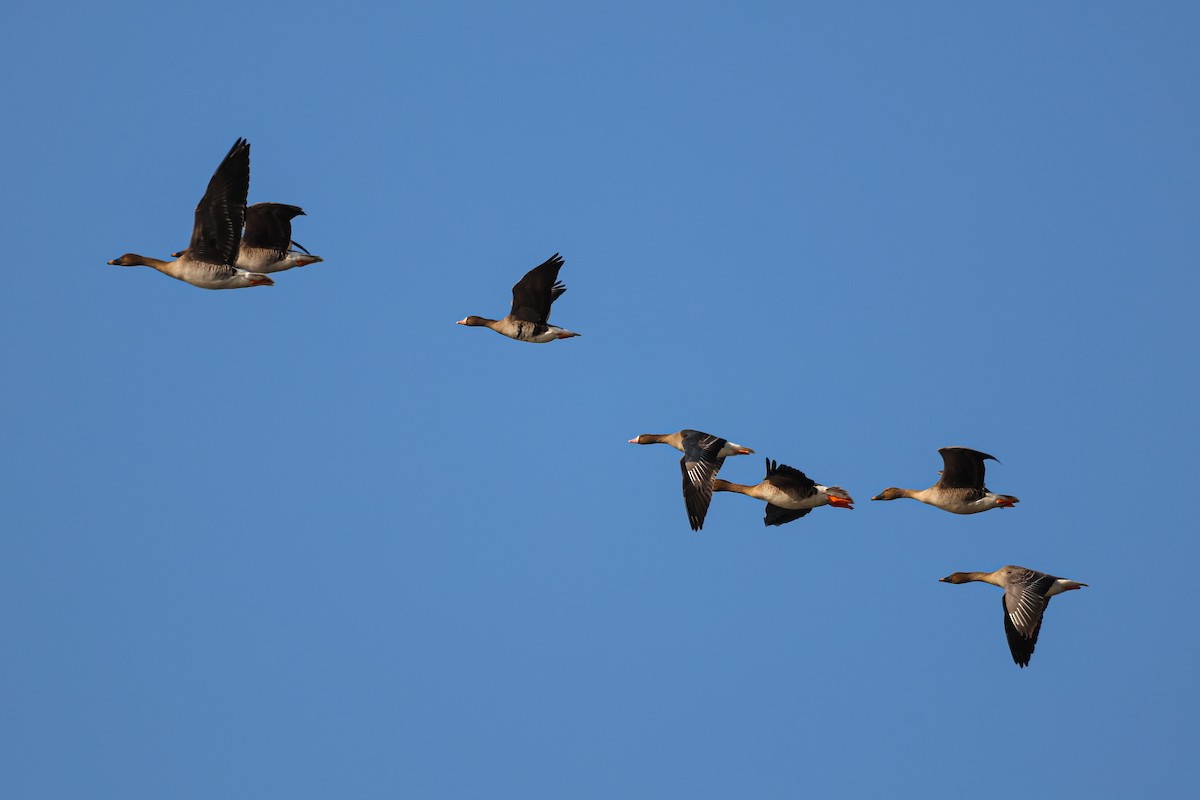 Greater White-fronted Goose - ML627254079