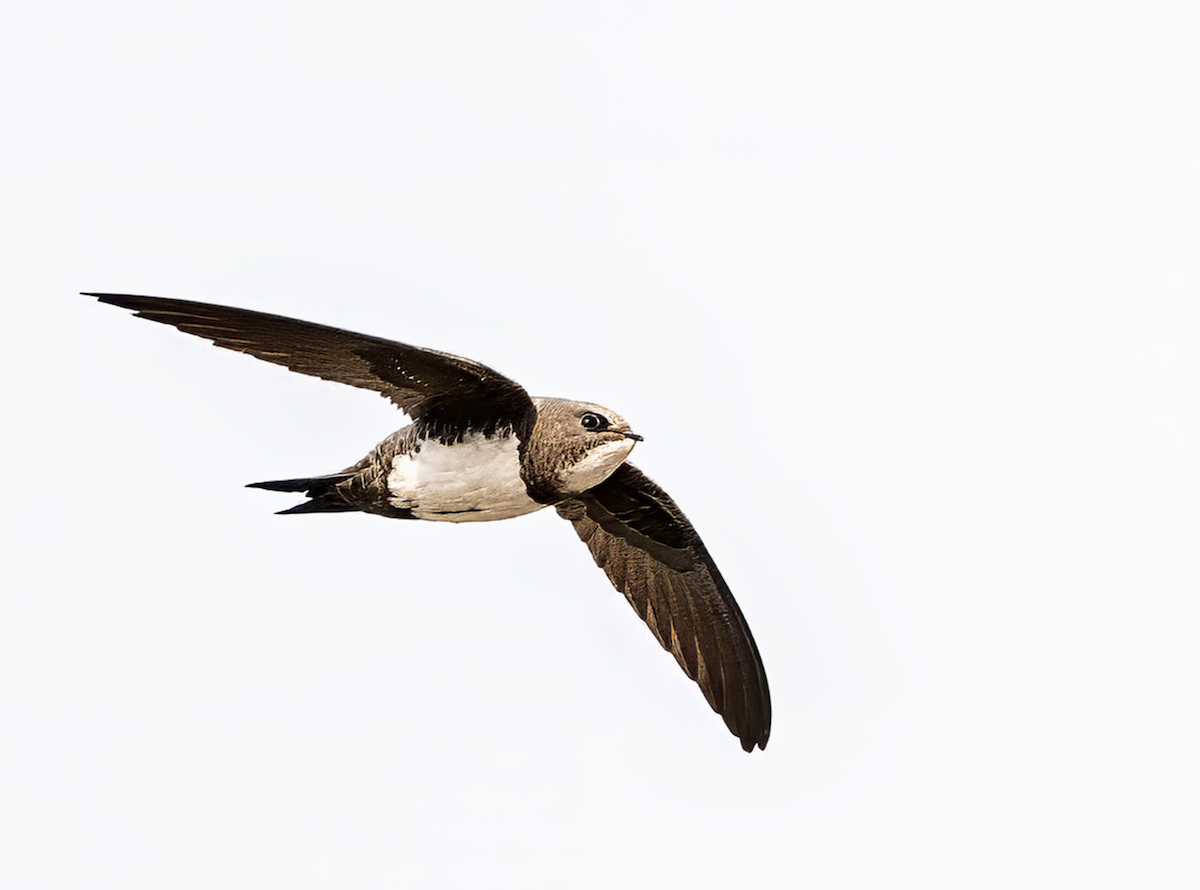 Alpine Swift - ML627254087
