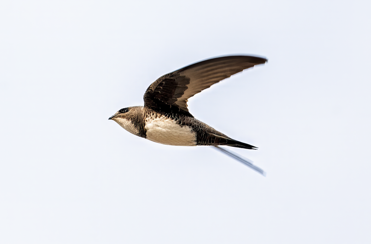 Alpine Swift - ML627254088