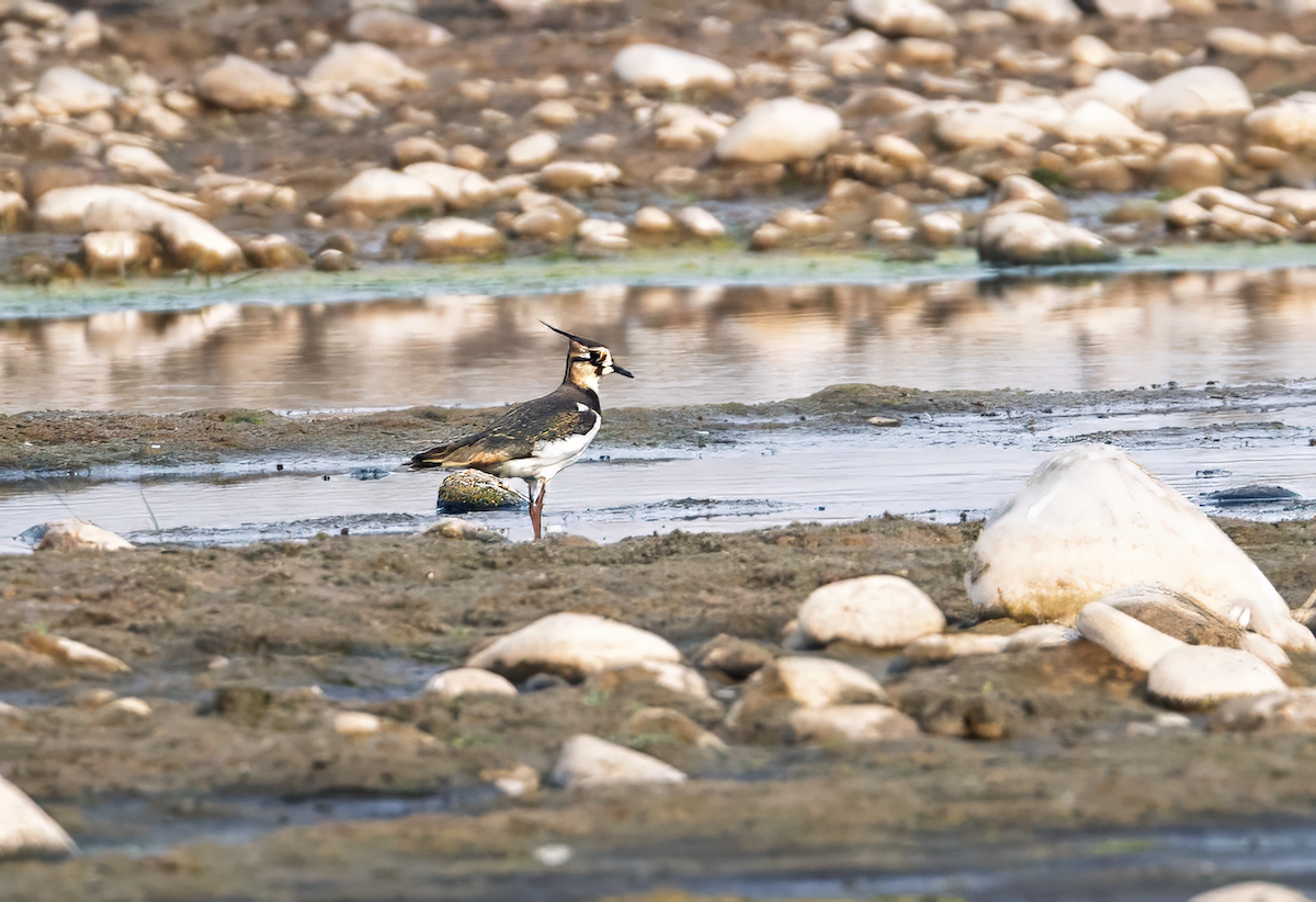 Northern Lapwing - ML627254093