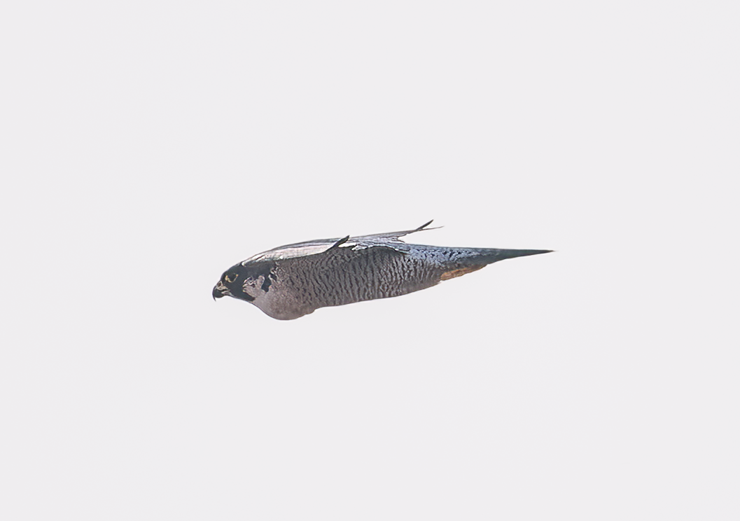 Peregrine Falcon - ML627254116