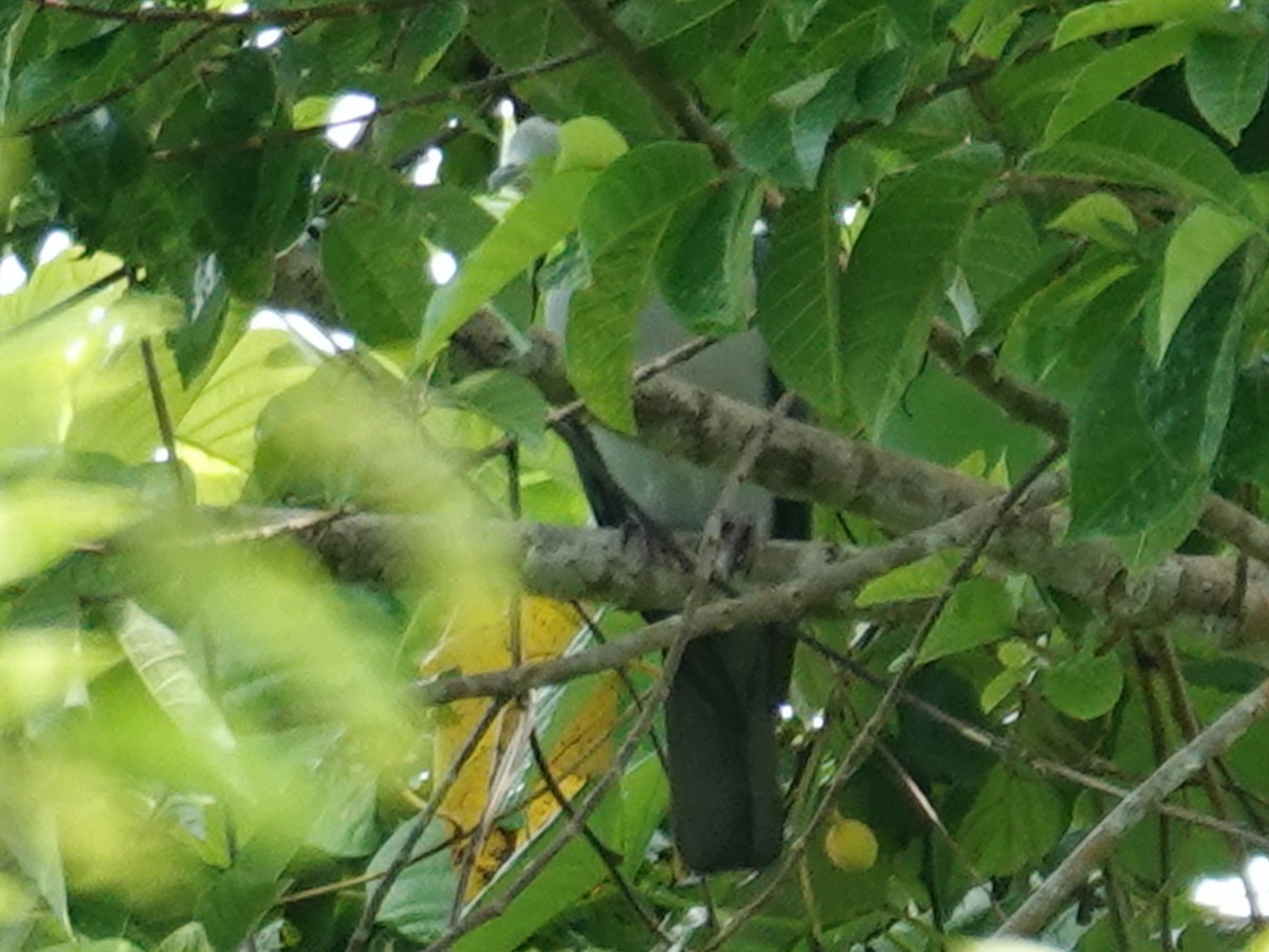 Gray Imperial-Pigeon - ML627254176