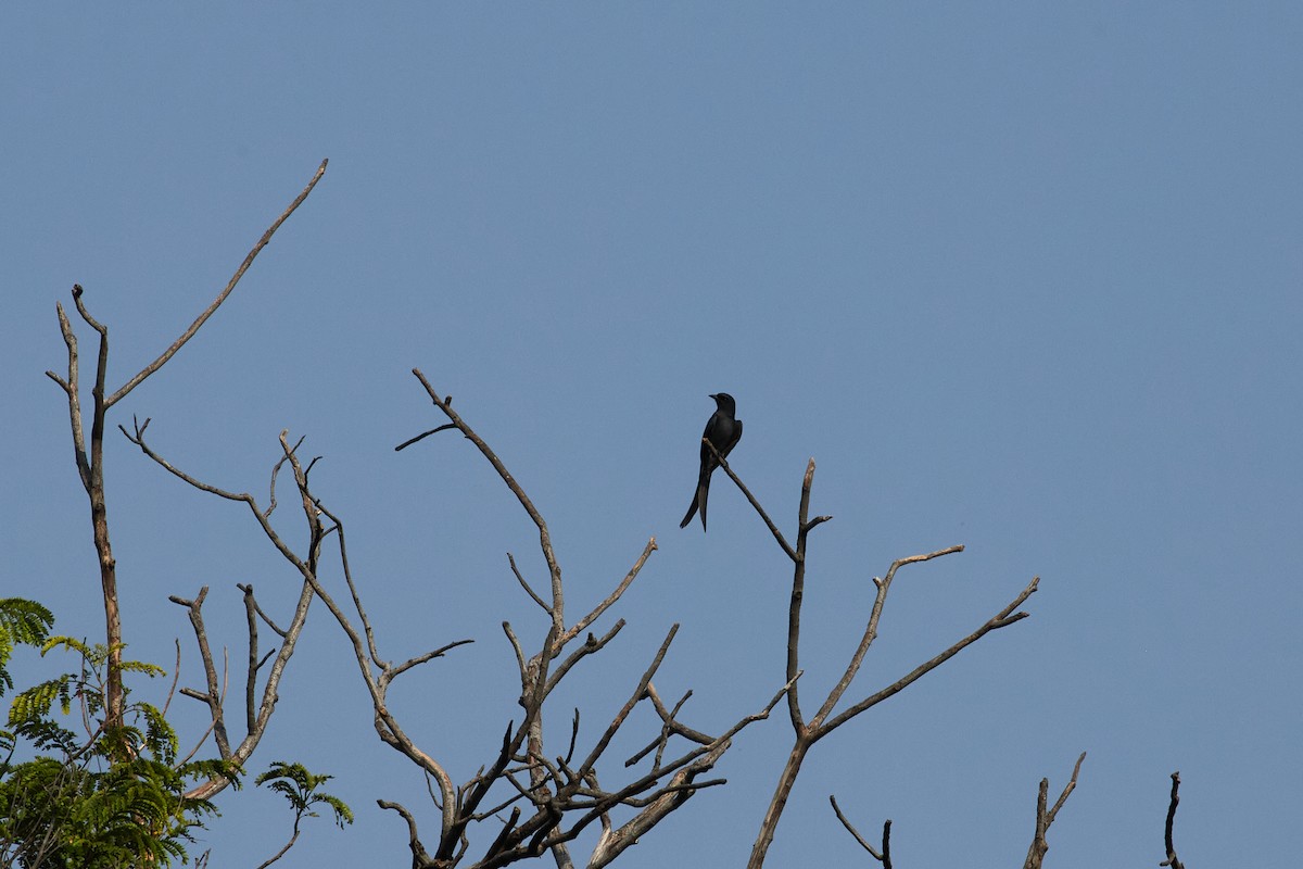 Königsdrongo - ML627254243