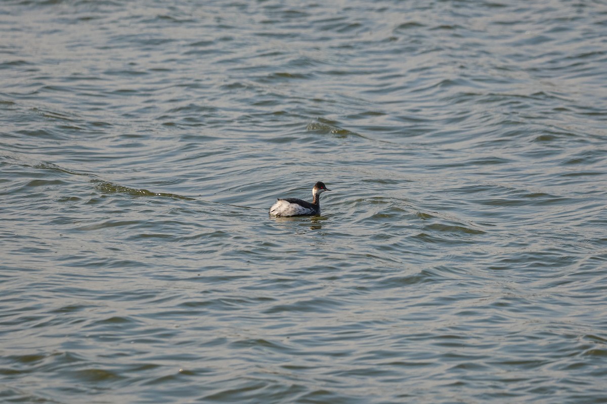 Eared Grebe - ML627254263