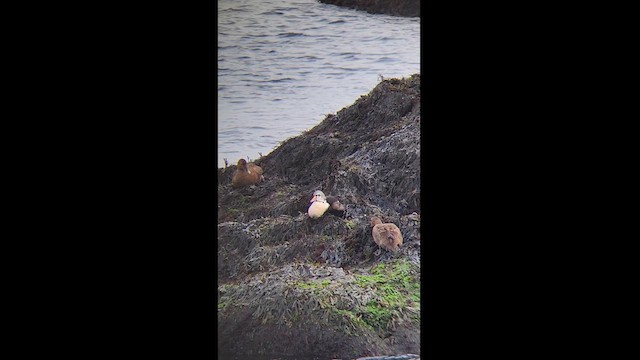 King Eider - ML627254278