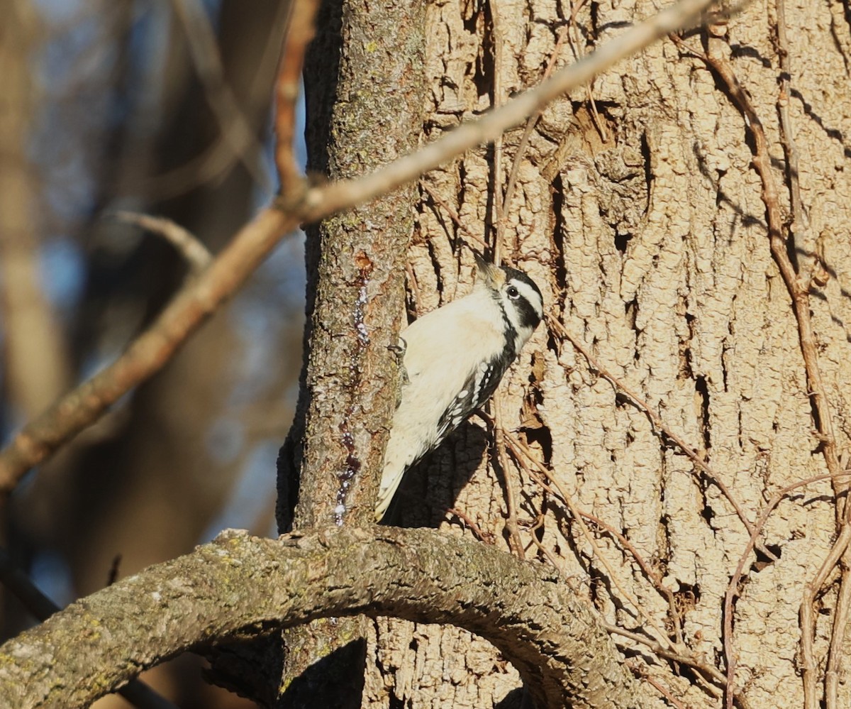 Downy Woodpecker - ML627254304