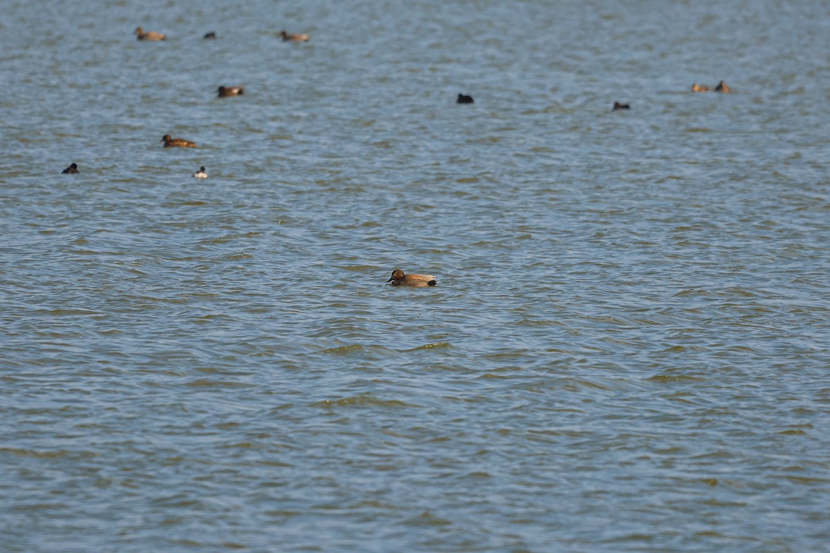 Gadwall - ML627254317