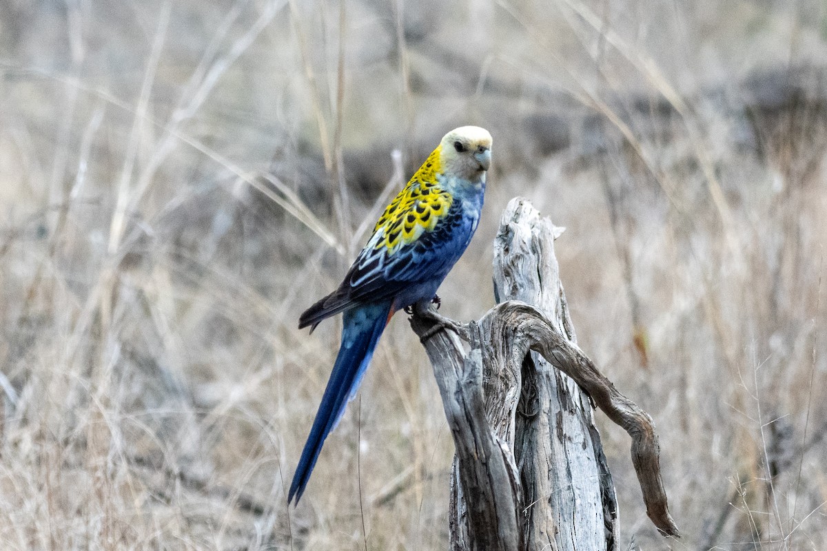 Pale-headed Rosella - ML627254330