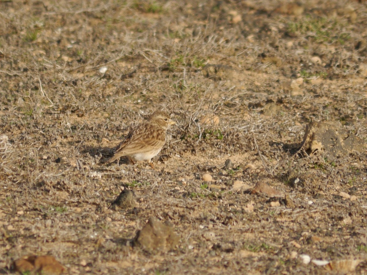 Mediterranean Short-toed Lark - ML627254580