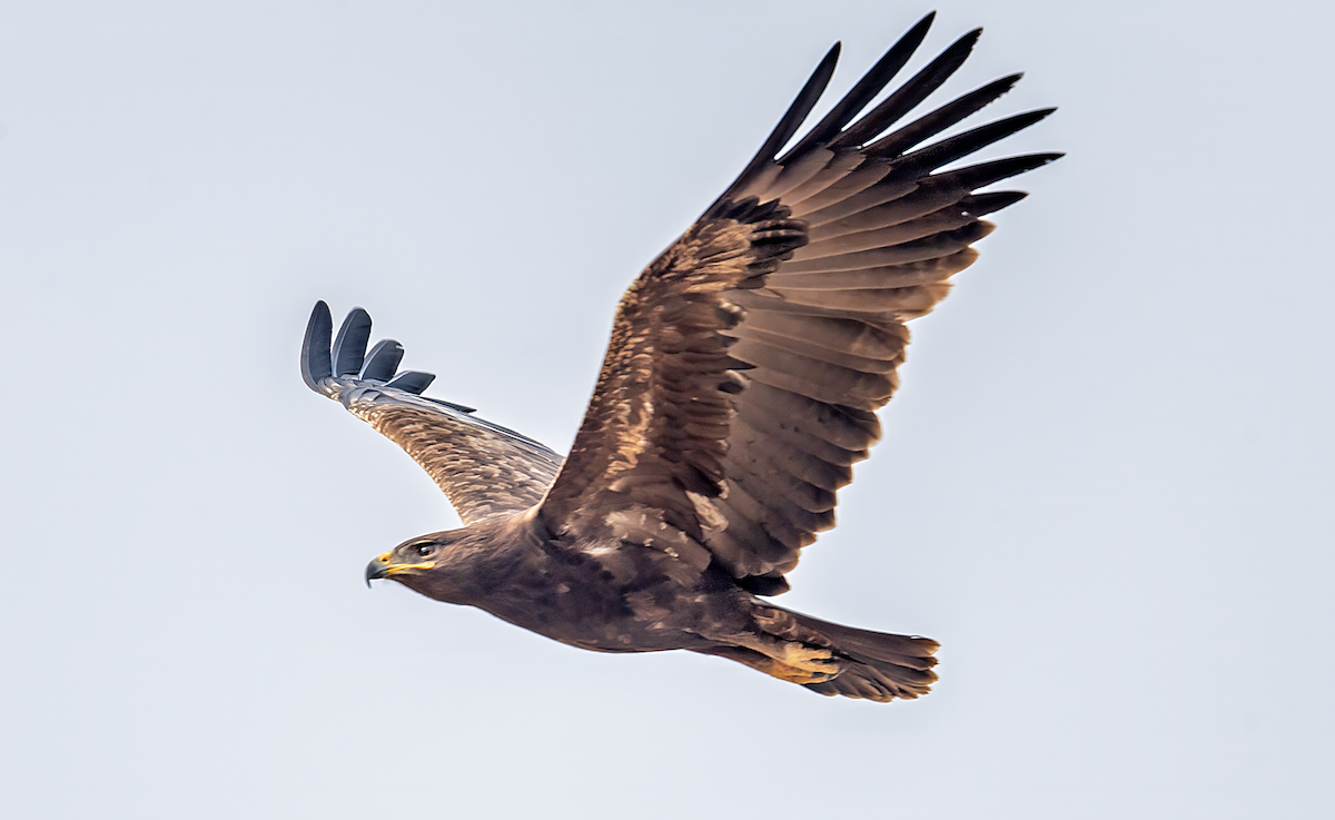 Greater Spotted Eagle - ML627254647