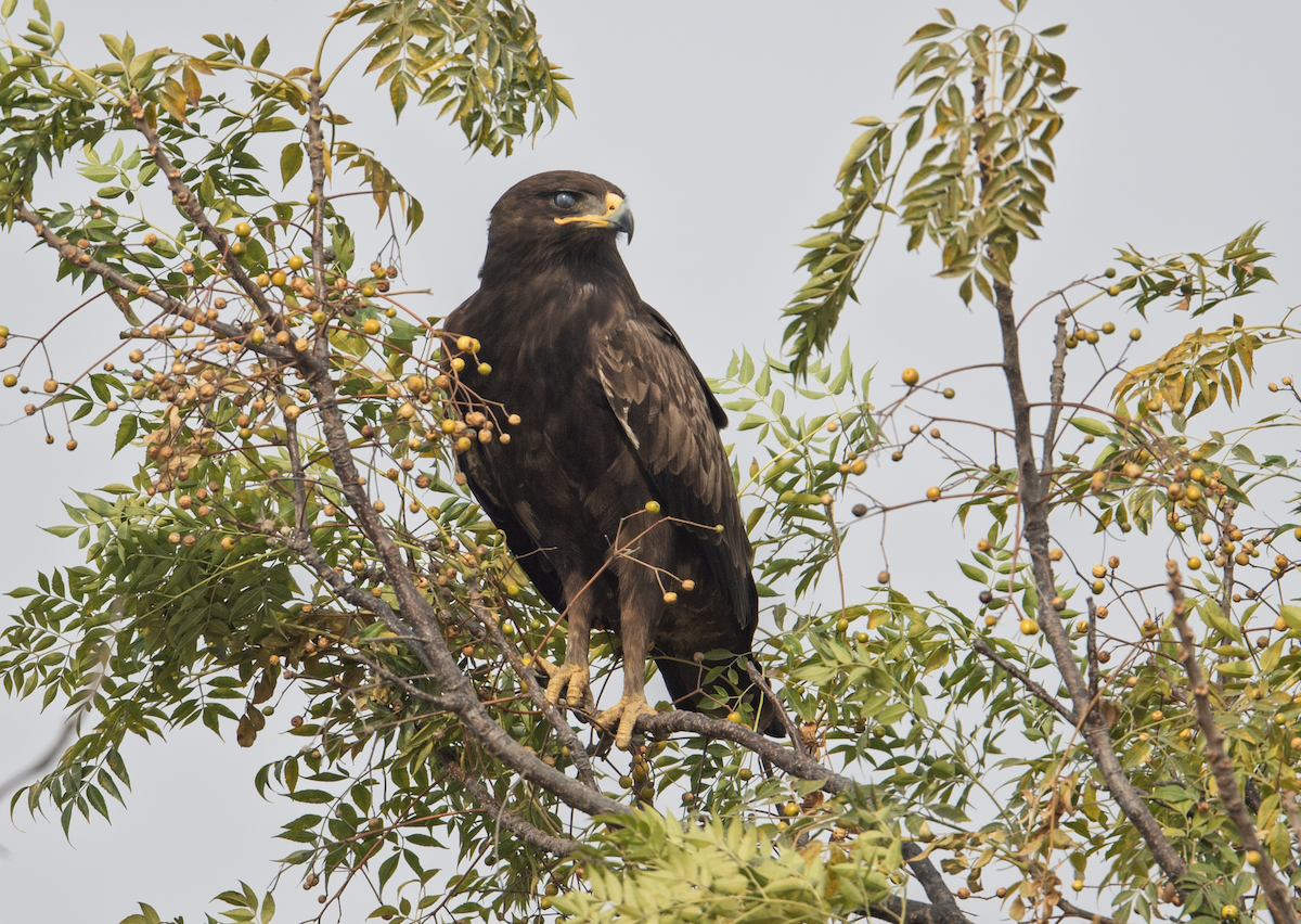 Greater Spotted Eagle - ML627254648