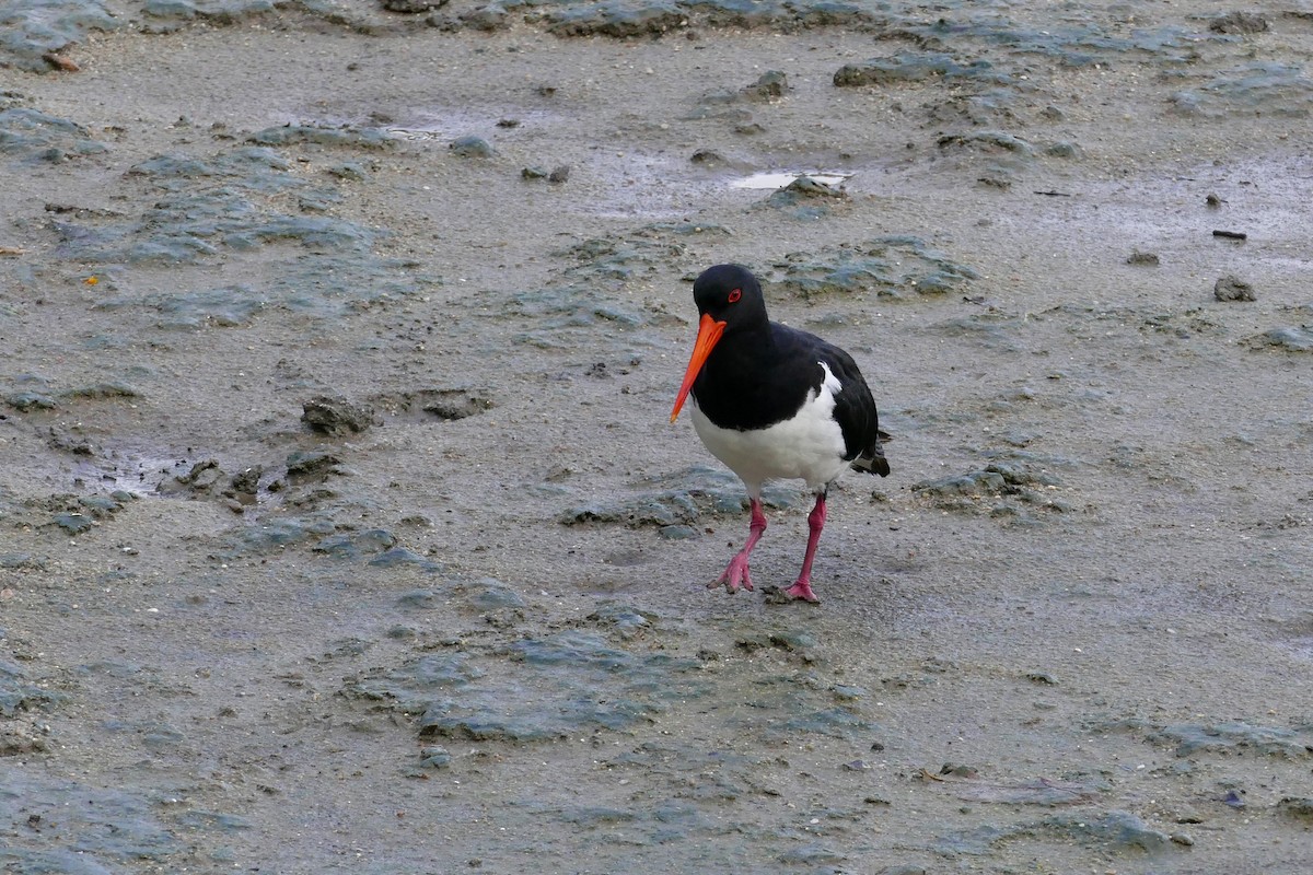 Pied Oystercatcher - ML627254678