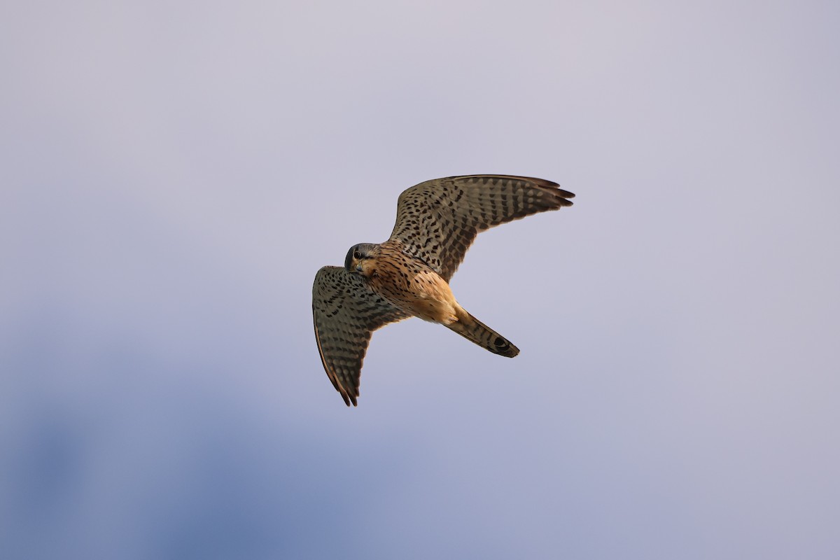 Eurasian Kestrel - ML627254731