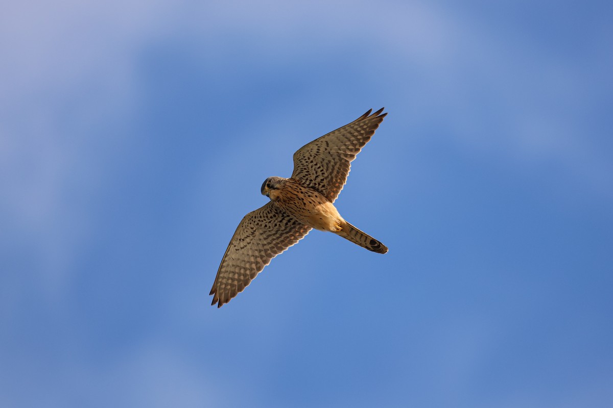 Eurasian Kestrel - ML627254732