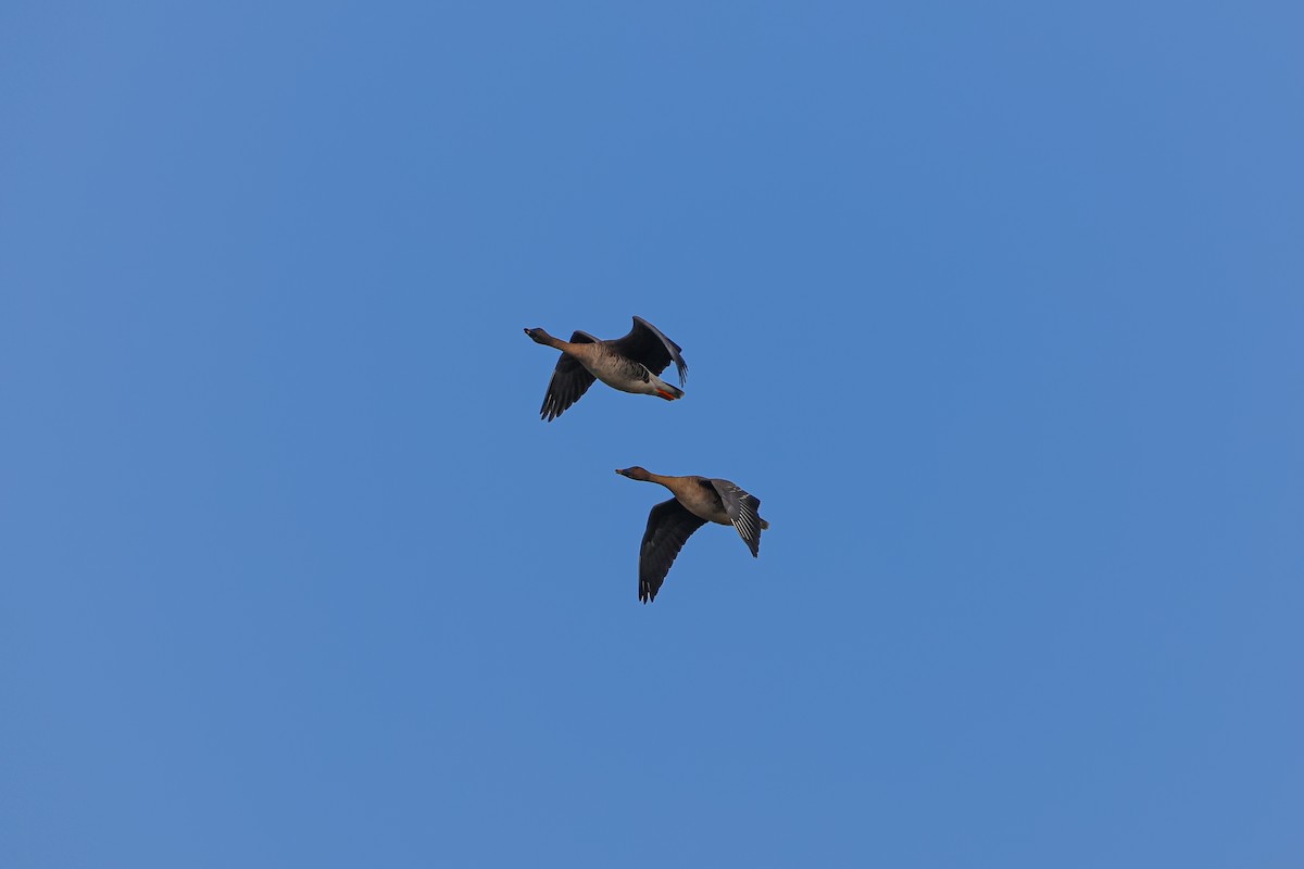 Tundra Bean-Goose - ML627254953