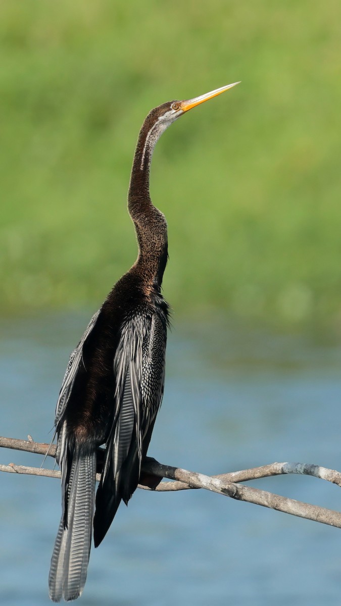 Oriental Darter - ML627255047