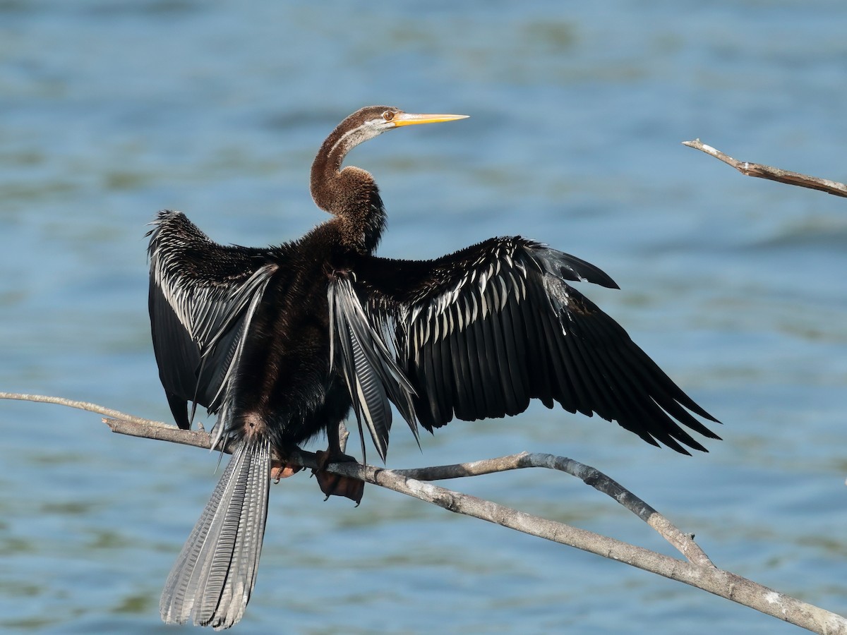 Oriental Darter - ML627255050