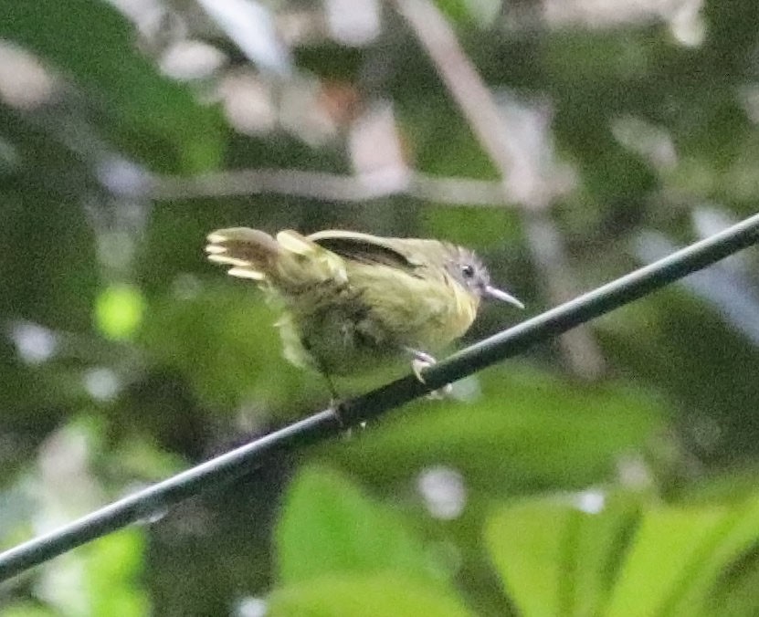 Wedge-tailed Jery - ML627255082