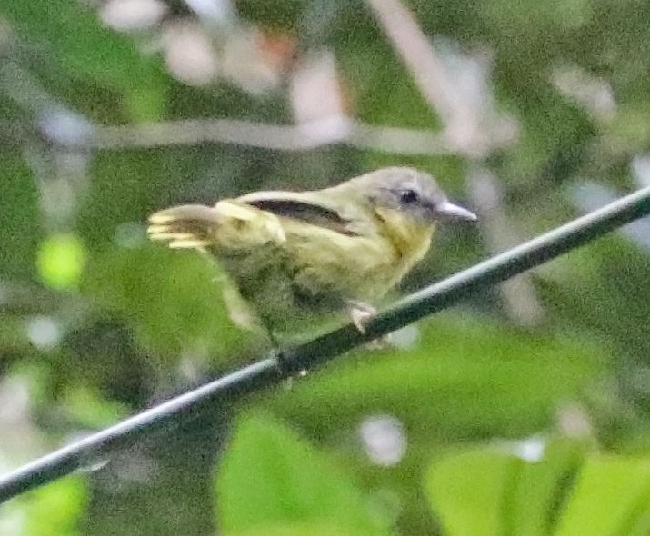 Wedge-tailed Jery - ML627255313