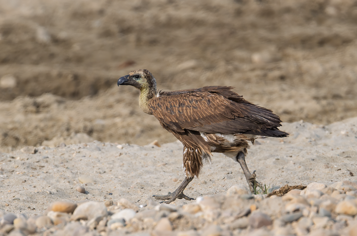 Eurasian Griffon - ML627255351