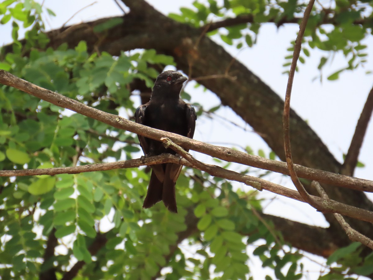 Trauerdrongo (apivorus) - ML627255352