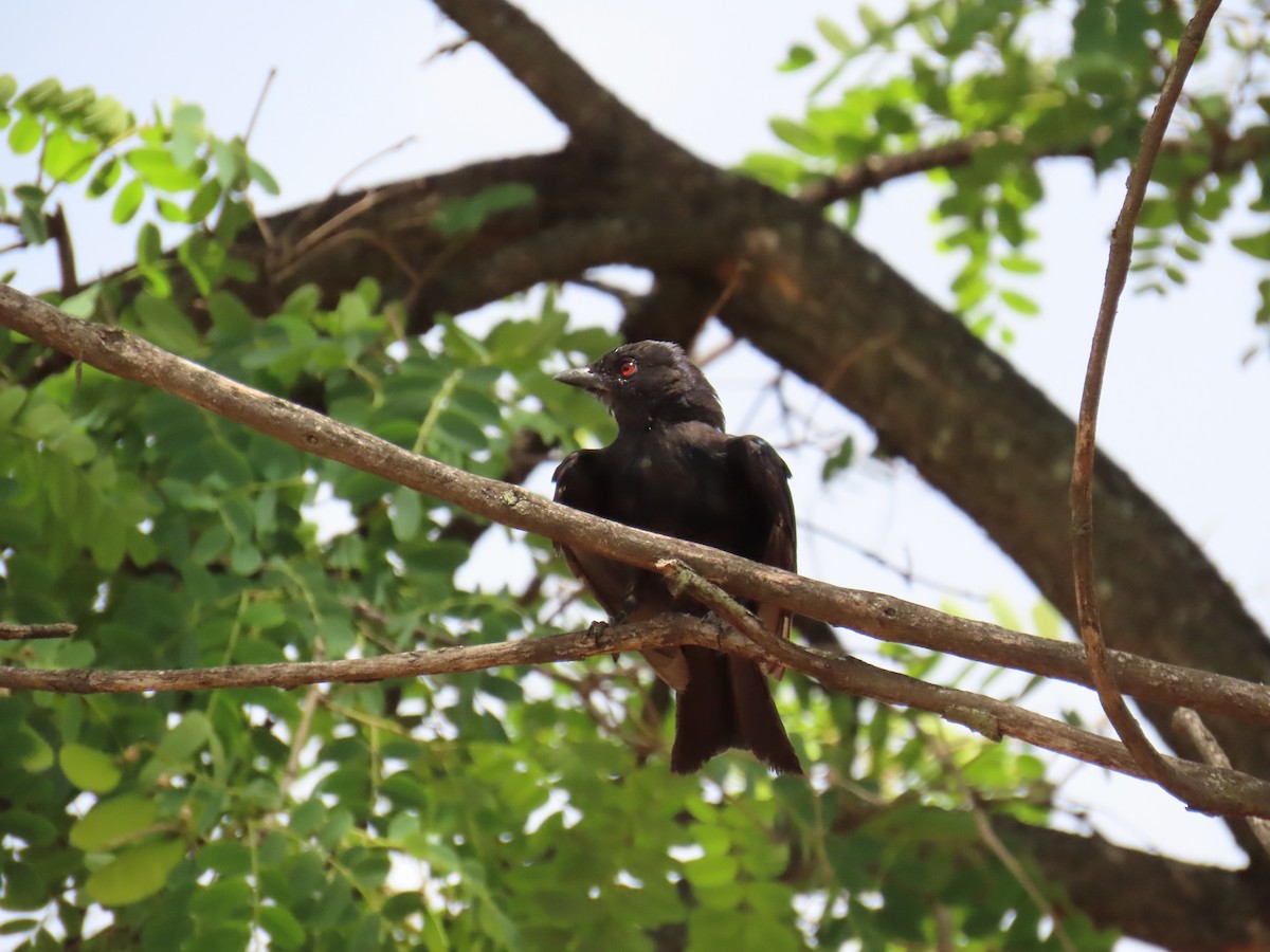 Trauerdrongo (apivorus) - ML627255354