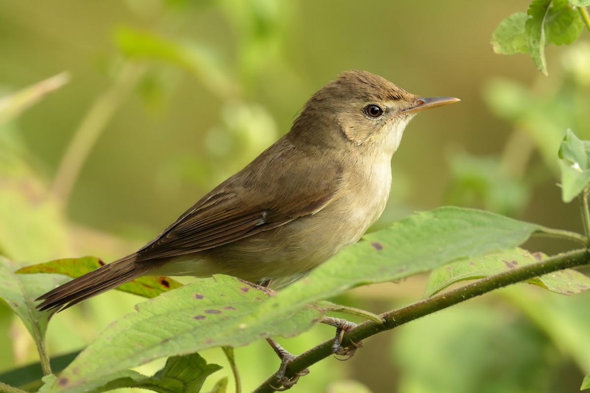 Blyth's Reed Warbler - ML627255371