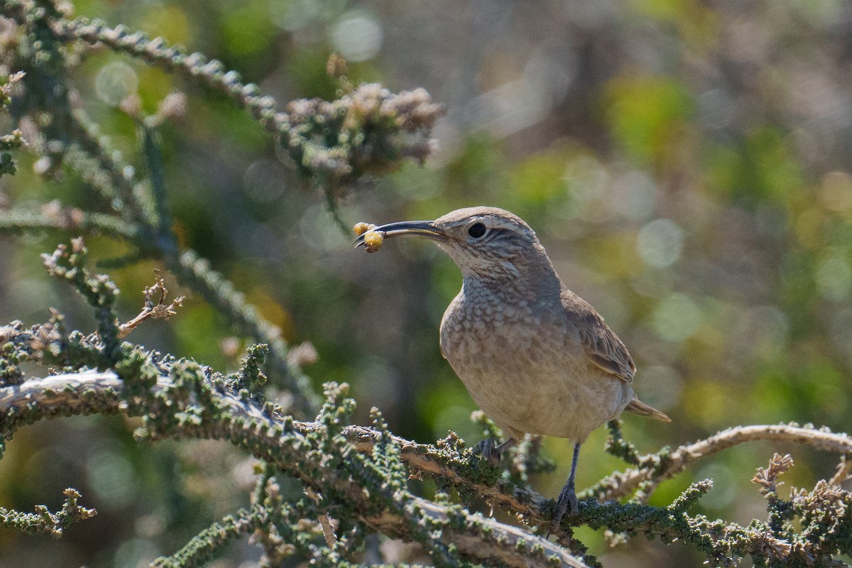 Scale-throated Earthcreeper - ML627255383