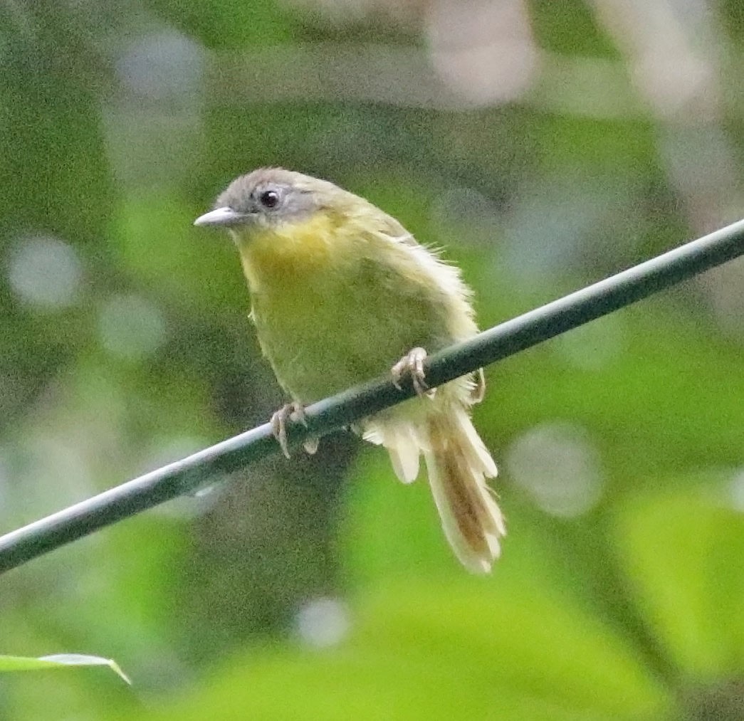 Wedge-tailed Jery - ML627255398