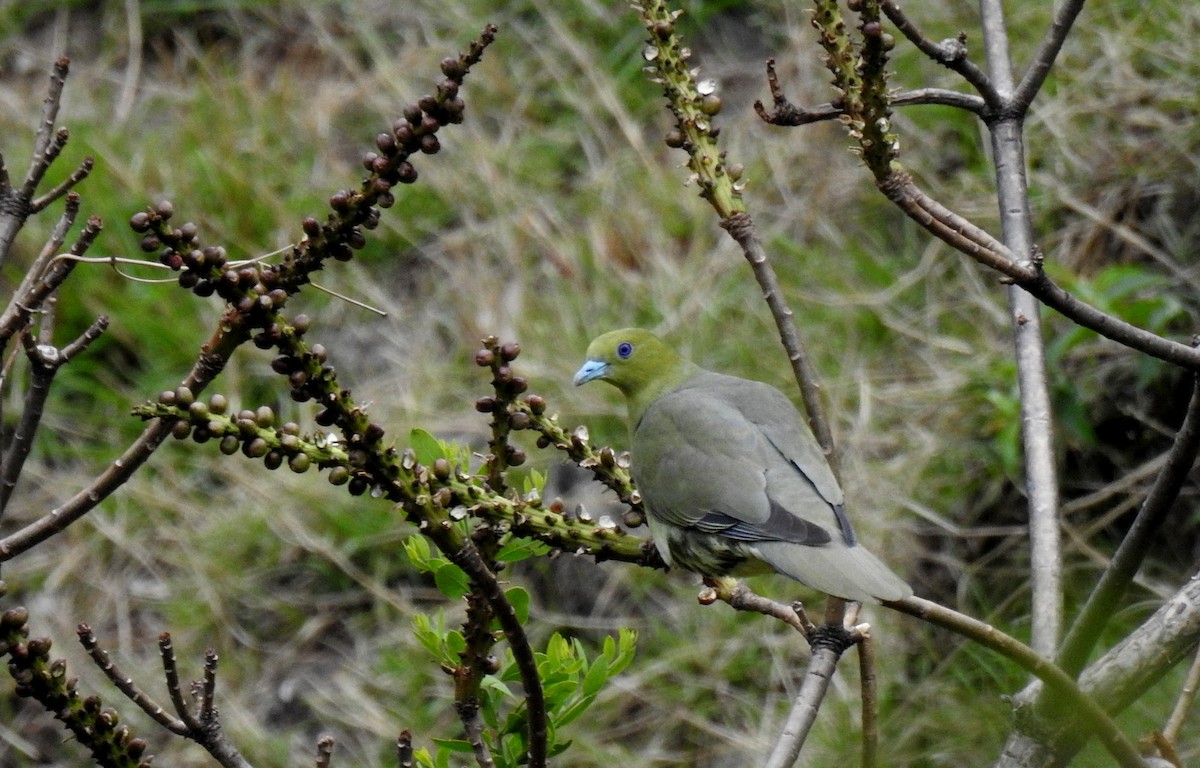 Wedge-tailed Green-Pigeon - Anonymous