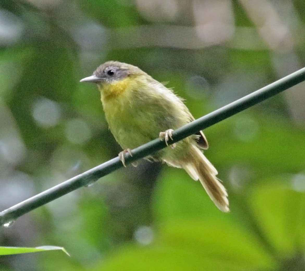 Wedge-tailed Jery - ML627255465