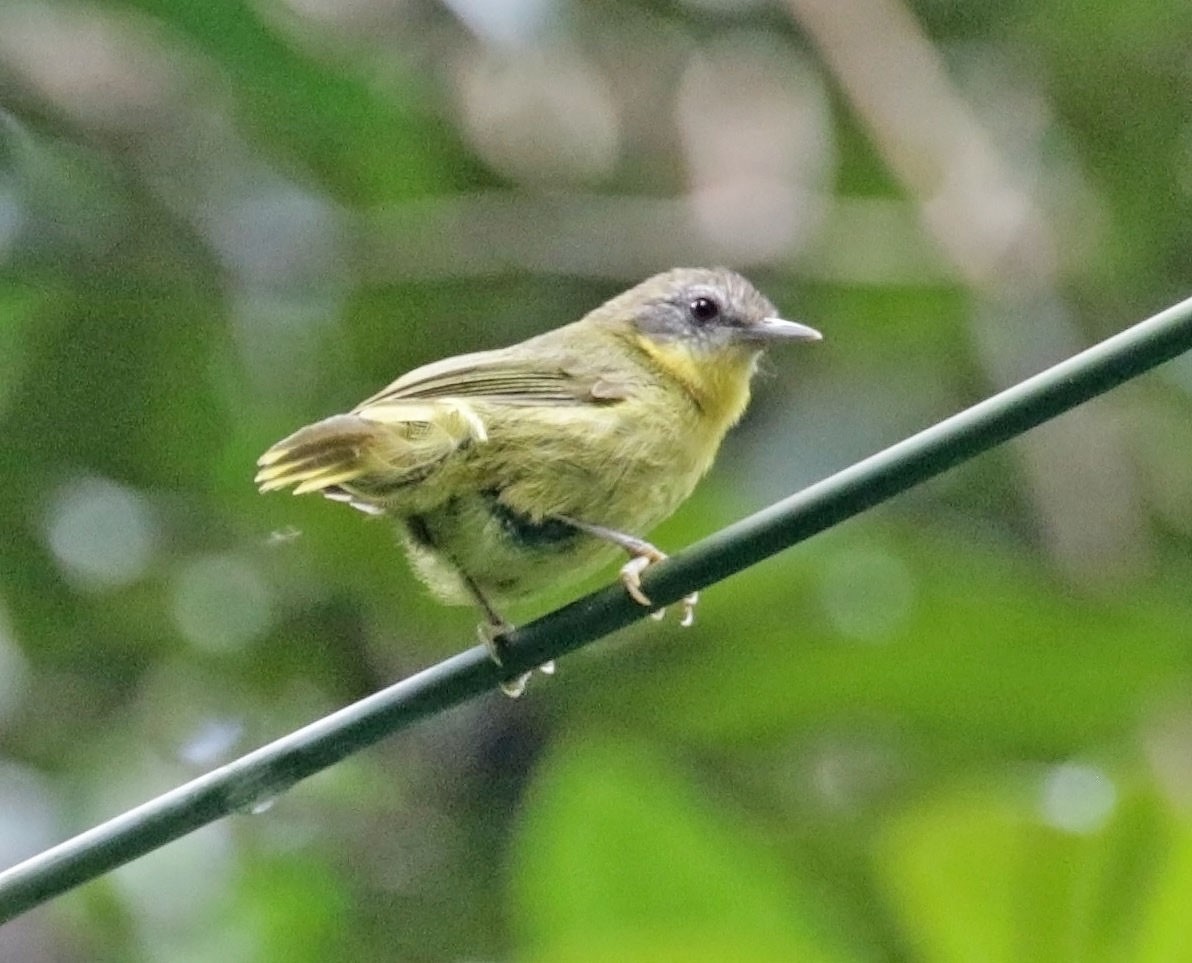 Wedge-tailed Jery - ML627255533