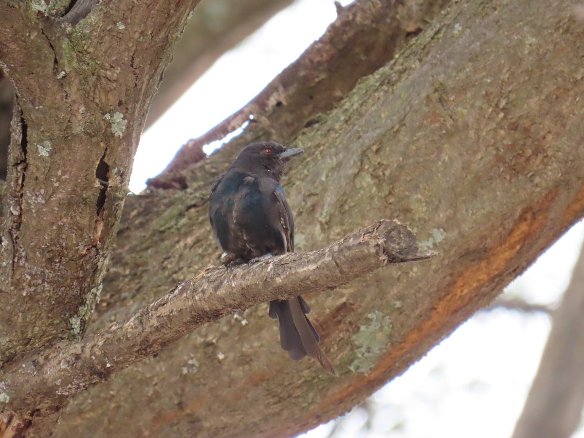 Trauerdrongo (apivorus) - ML627255604