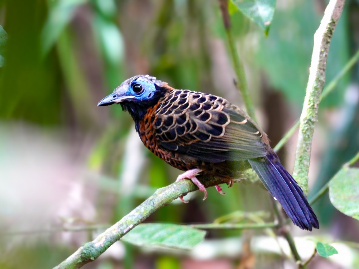 Ocellated Antbird - ML627255624