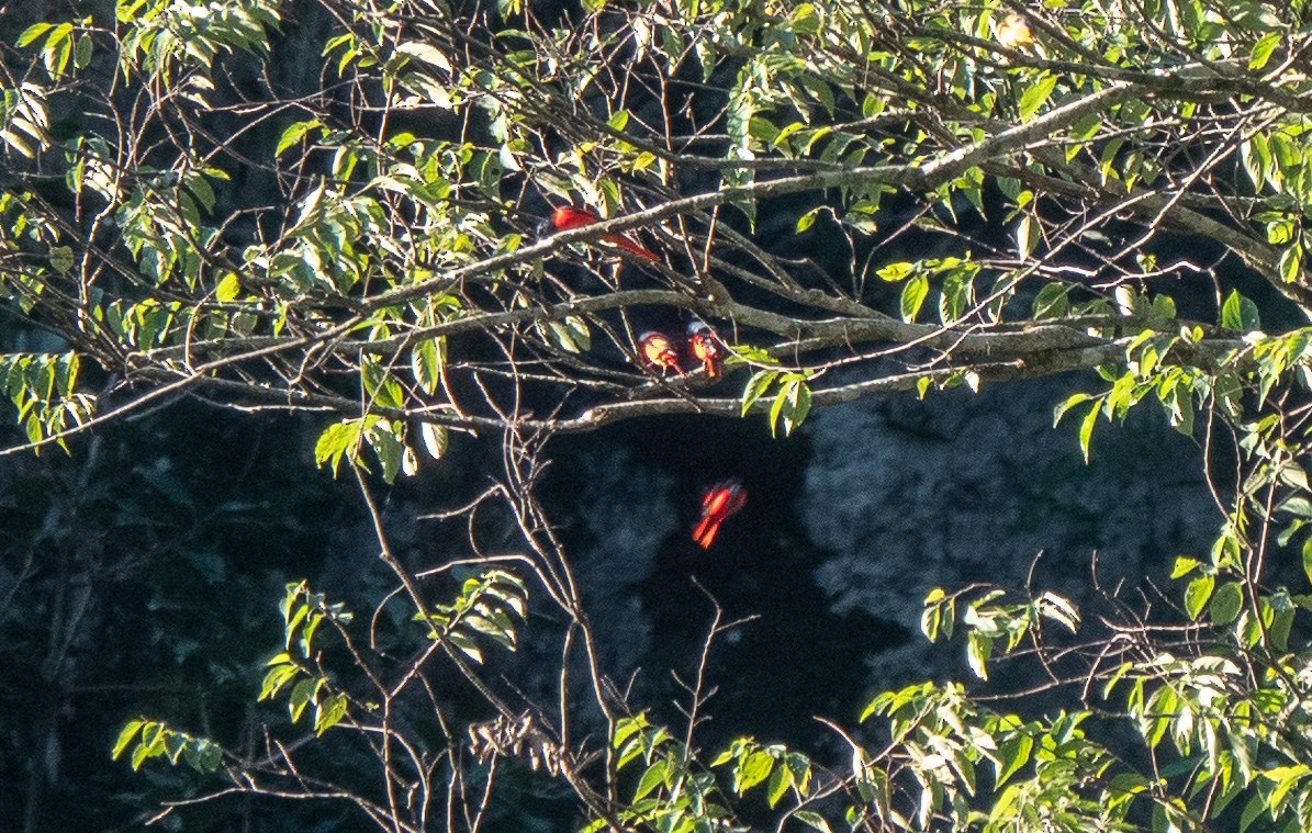 Scarlet Minivet - ML627255636