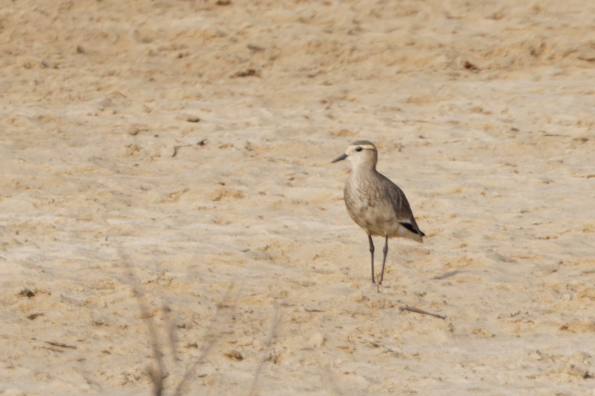 Sociable Lapwing - ML627255665