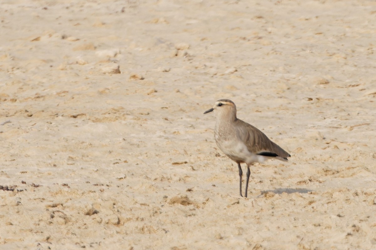 Sociable Lapwing - ML627255666