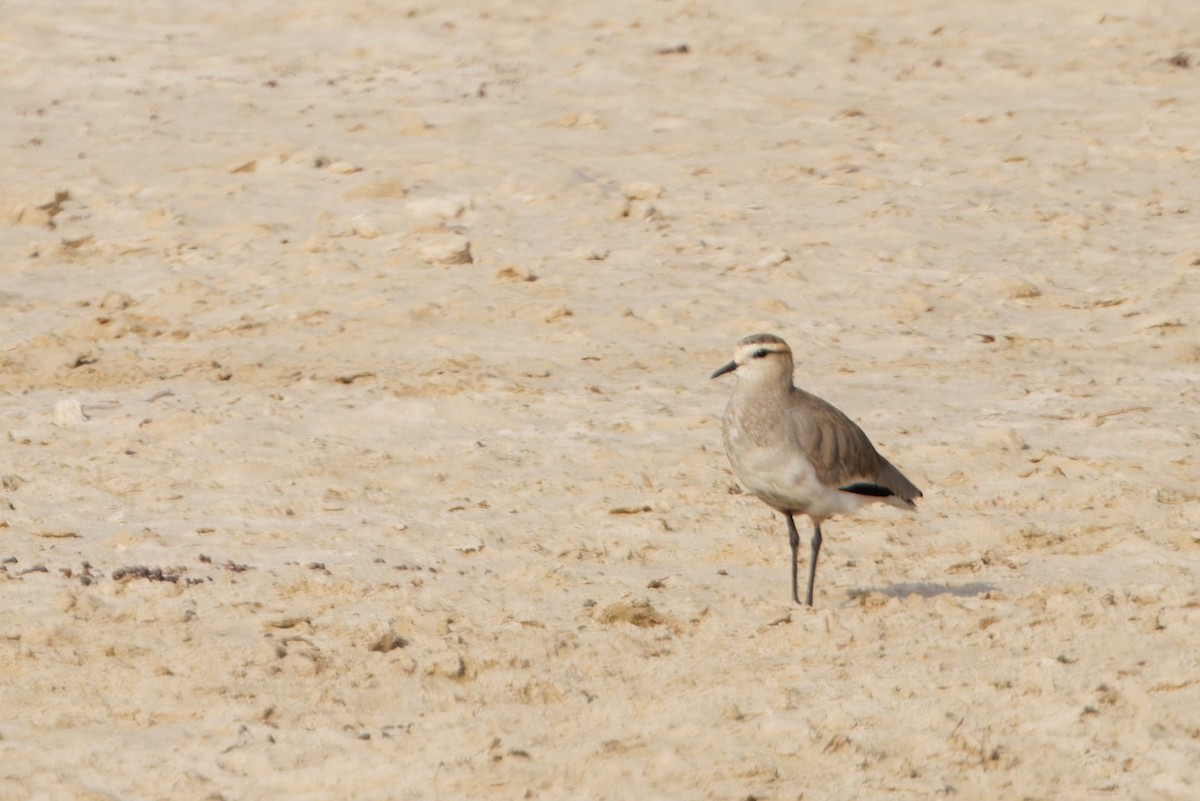 Sociable Lapwing - ML627255667