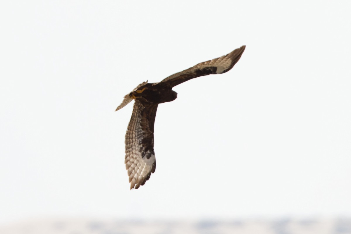 Mäusebussard (vulpinus/menetriesi) - ML627255744