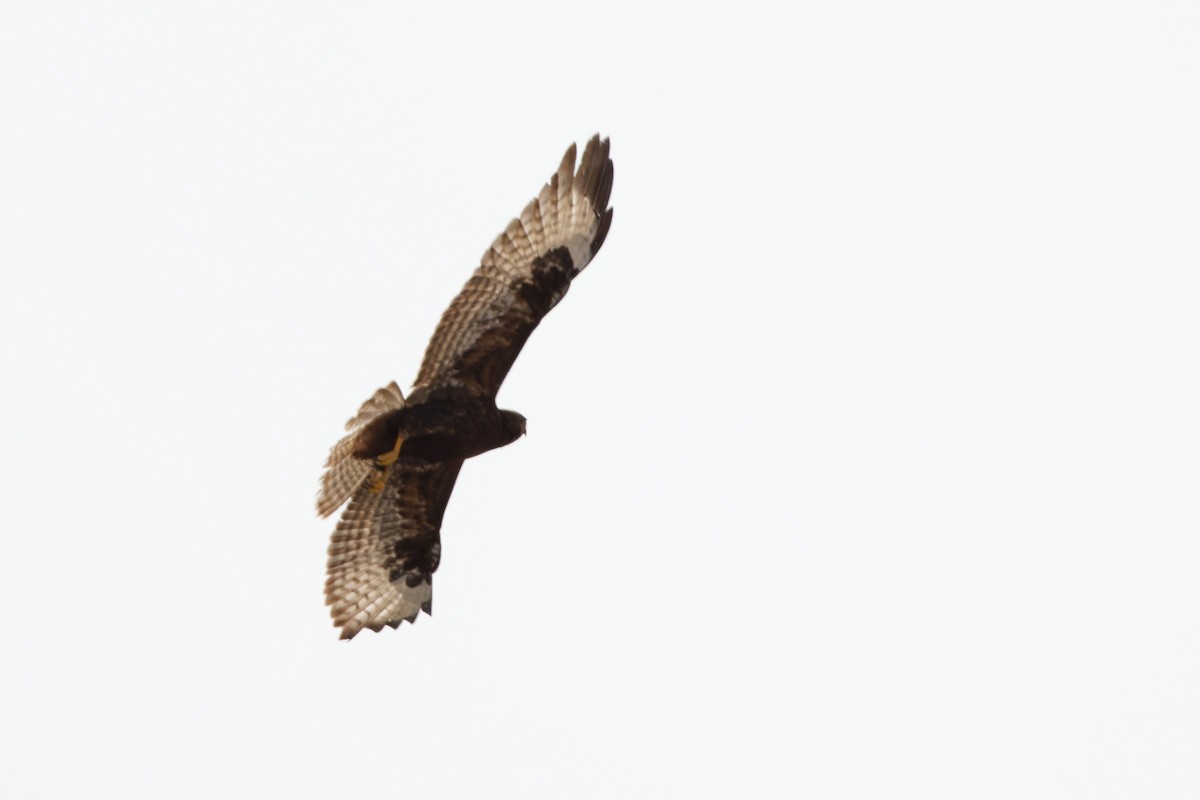 Mäusebussard (vulpinus/menetriesi) - ML627255745