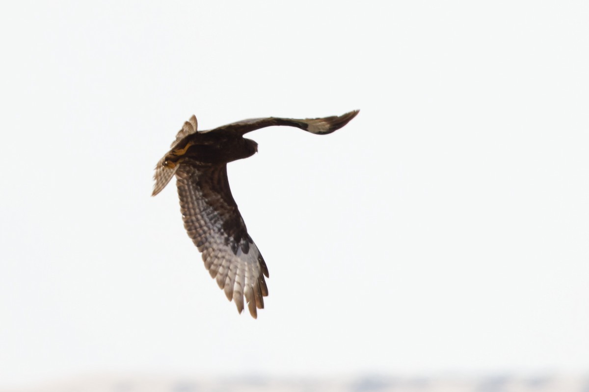 Mäusebussard (vulpinus/menetriesi) - ML627255746