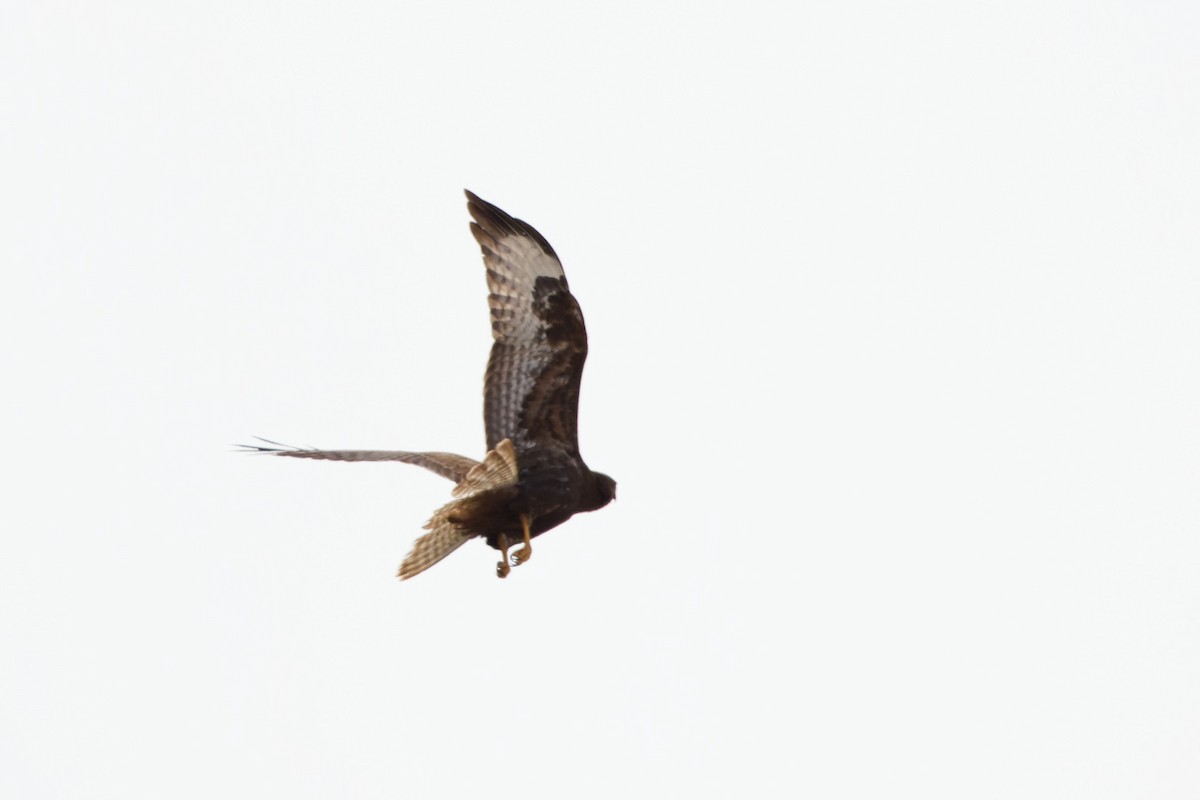 Mäusebussard (vulpinus/menetriesi) - ML627255747