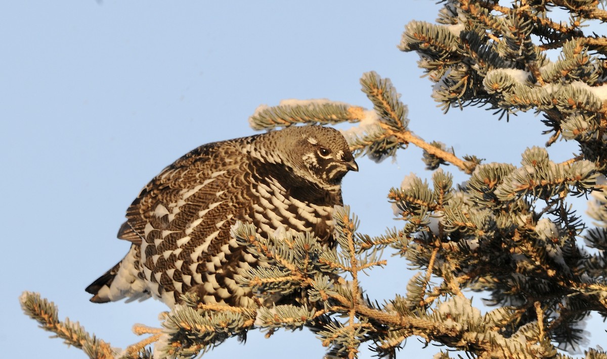 Spruce Grouse - ML627255942
