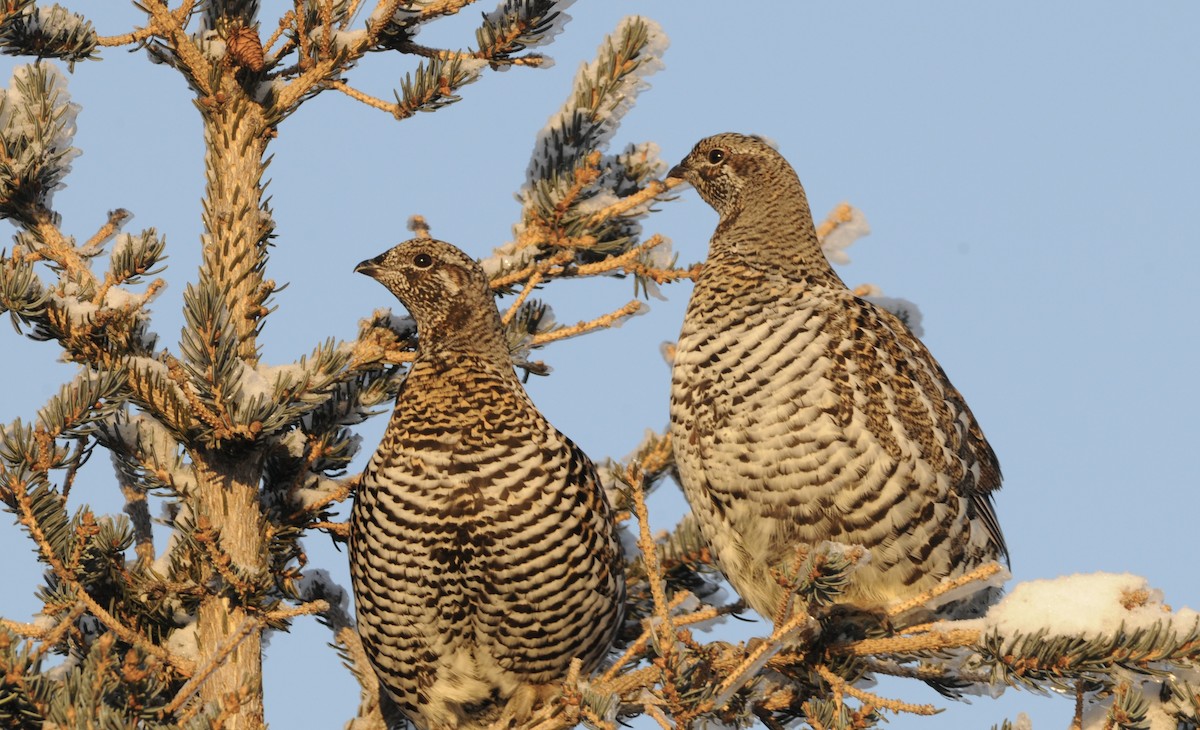 Spruce Grouse - ML627255943