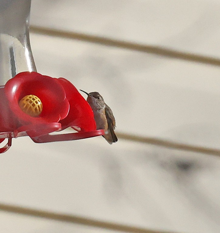 Rufous Hummingbird - ML627256145